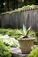 Potted Aloe plant