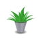 Potted aloe plant, houseplant, restorations growing in Asia, Africa, Thailand, India, Mexico