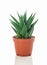 Potted aloe plant on white background