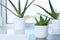 Potted aloe vera in mug and space for text