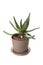 Potted aloe vera plant