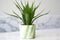 a potted aloe vera plant on a marble surface