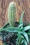 Potted Aloe Vera Plant on wooden table. Aloe vera leaves tropical green plants tolerate hot weather closeup selectiv focus Urban g