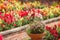 A potted annual blooming plant in front of a large and colorful garden of trailing candy showers snapdragons in bloom in