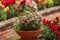 A potted annual blooming plant in front of a large and colorful garden of trailing candy showers snapdragons in bloom in