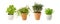 Potted aromatic food herbs collection for garden or home. Basil, rosemary, oregano, parsley plants