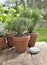 Potted aromatic plant in a garden