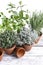 Potted aromatic plants