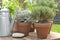Potted aromatic plants in a garden