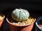 Potted Baby Cactus Closeup View