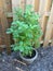 Potted Basil plant