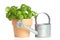 Potted basil plant and watering can