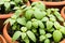 Potted Basil Plants