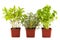 Potted Basil, Thyme and Parsley plant with isolated background, flushed left