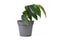 Potted `Begonia Tamaya` houseplant
