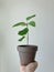 Potted bengal rubber tree