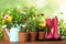 Potted blooming flowers and gardening equipment on wooden table