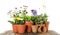 Potted blooming flowers and gardening equipment on wooden table