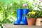 Potted blooming flowers and gumboots on wooden table, space for text