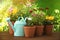 Potted blooming flowers and watering can on wooden table