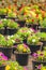 Potted blooming violas in a greenhouse