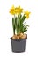 Potted blooming yellow daffodil spring flowers on white background