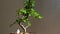 Potted bonsai tree with dainty white flowers
