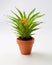 Potted Bromelia Plant