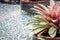 Potted bromeliad