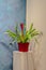 Potted bromeliad with colorful red flower interior