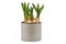 Potted bulb spring flower plant `Narcissus Westward` not yet in bloom on white background