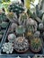 Potted cacti collection on plate