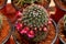 Potted cacti flower
