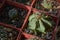 Potted cactus astrophytum capricorne