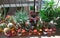 Potted cactus garden on a tri-level condo building walkway,