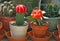 Potted cactus garden on a tri-level condo building walkway,