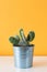 Potted cactus house plant on white shelf against pastel mustard colored wall.