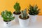 Potted cactus house plants on white shelf against pastel mustard colored wall.