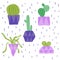 Potted cactus plants