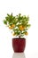 Potted Calamondin Plant