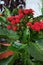 Potted Calandiva â€˜Leonardoâ€™, Christmas kalanchoe, flaming Katy Kalanchoe blossfeldiana