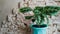 potted calathea houseplant in front of a gray artificial stone wall