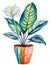 Potted calathea plant, prayer plant with beautiful white flower, pen and ink, gouache watercolor wash style drawing isolated cut o