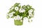 Potted Calibrachoa plant with white flowers on white background