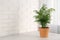 Potted chamaedorea palm on light grey table indoors, space for text. Beautiful houseplant