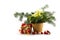 Potted Christmas poinsettia Euphorbia pulcherrima with white b