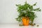 Potted citrus plant Microcitrus Australasica with ripe outlandish fruits on the table, copy space. Australian finger lime tree