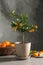 Potted citrus tree and fruits on table