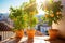 potted citrus trees on a sunlit urban terrace