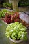 Potted coleus plants in garden room